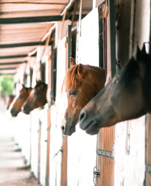 Ferme Equestre Le Refuge Location De Poney A Pouance Pension Ferme Equestre Le Refuge Location De Poney A Pouance Pension