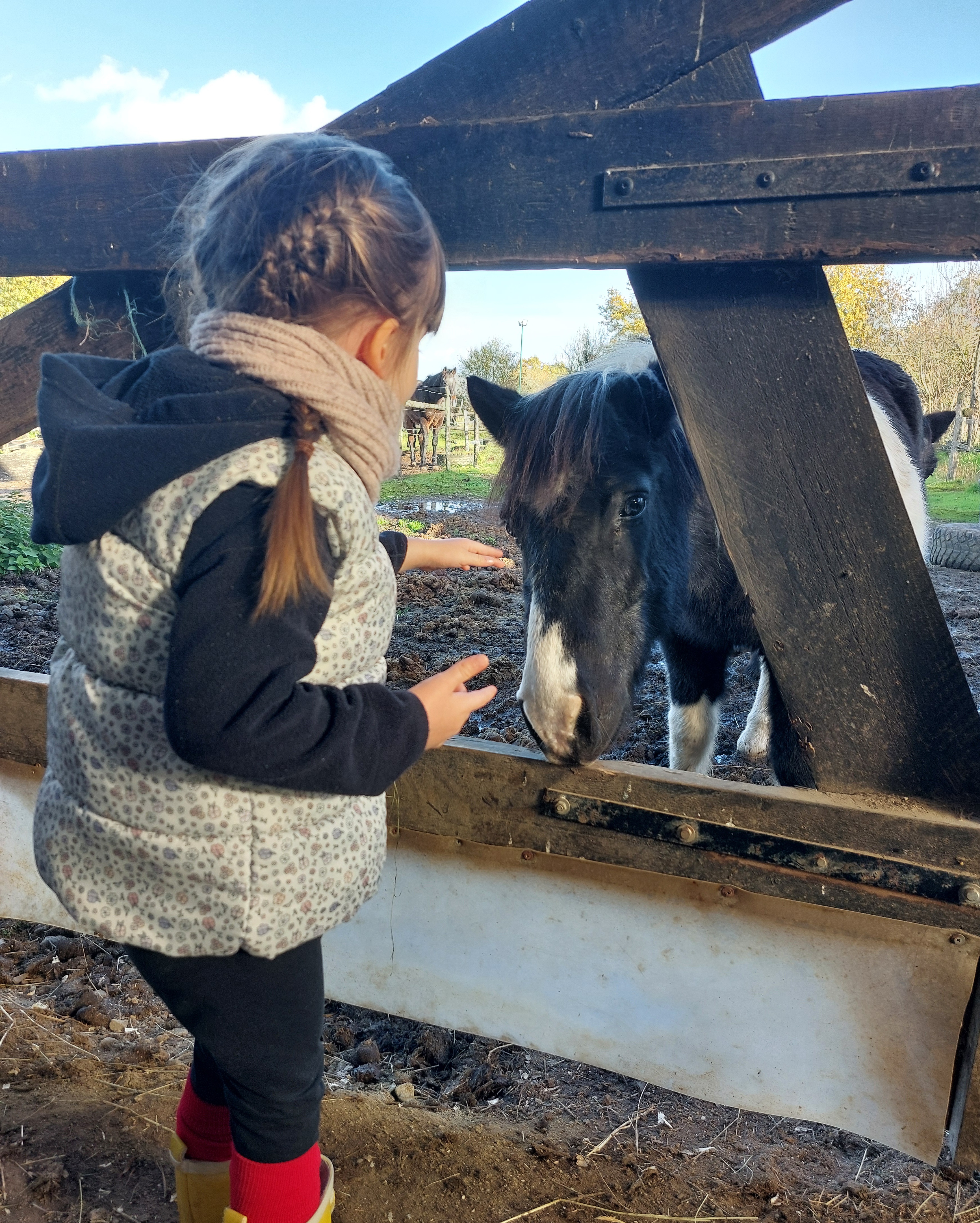 Ferme Equestre Le Refuge Location De Poney A Pouance 1000053426