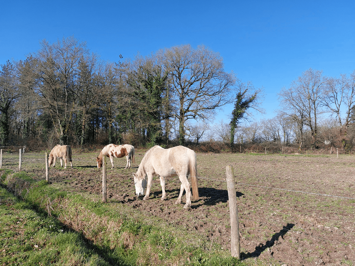 Ferme Equestre Le Refuge Location De Poney A Pouance 1000062307 1 1
