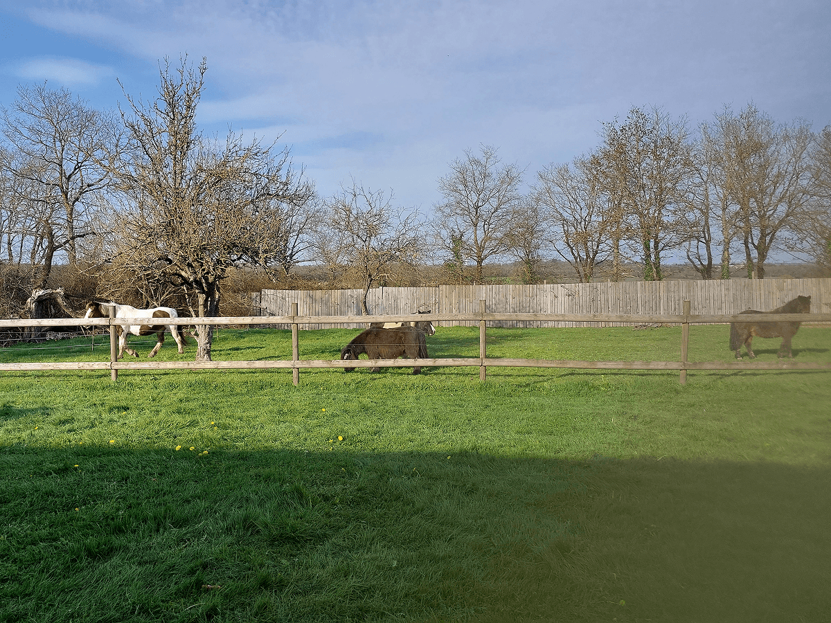 Ferme Equestre Le Refuge Location De Poney A Pouance 1000062344 1 1