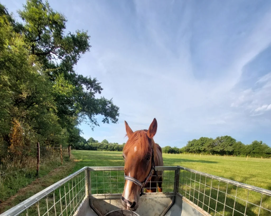Ferme Equestre Le Refuge Location De Poney A Pouance Ferme Equestre 01