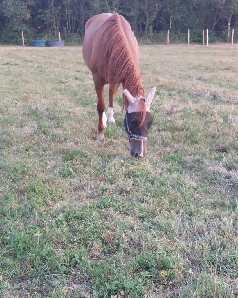 Ferme Equestre Le Refuge Location De Poney A Pouance Ferme Equestre 03